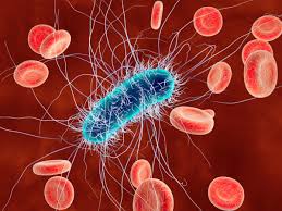 Recombinant AhpD from Anaeromyxobacter dehalogenans: A Redox Helper Worth Studying